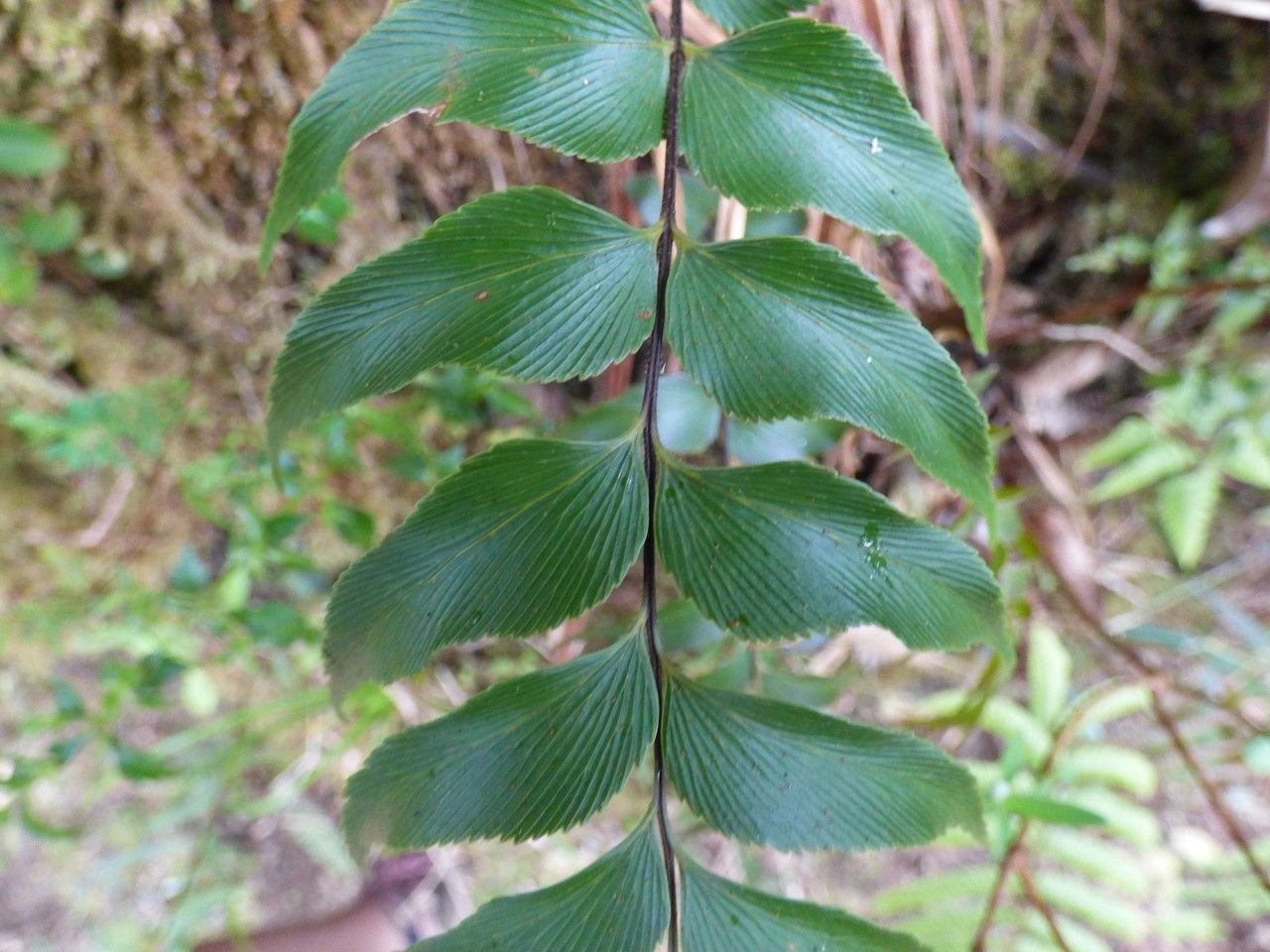 Asplenium petiolulatum — houseplant care guide