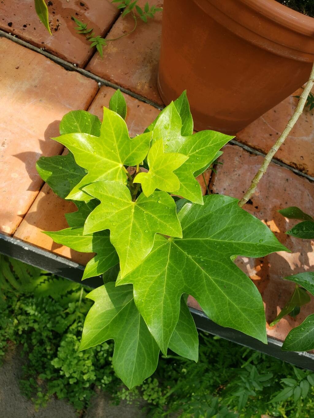 × Fatshedera lizei — houseplant care guide