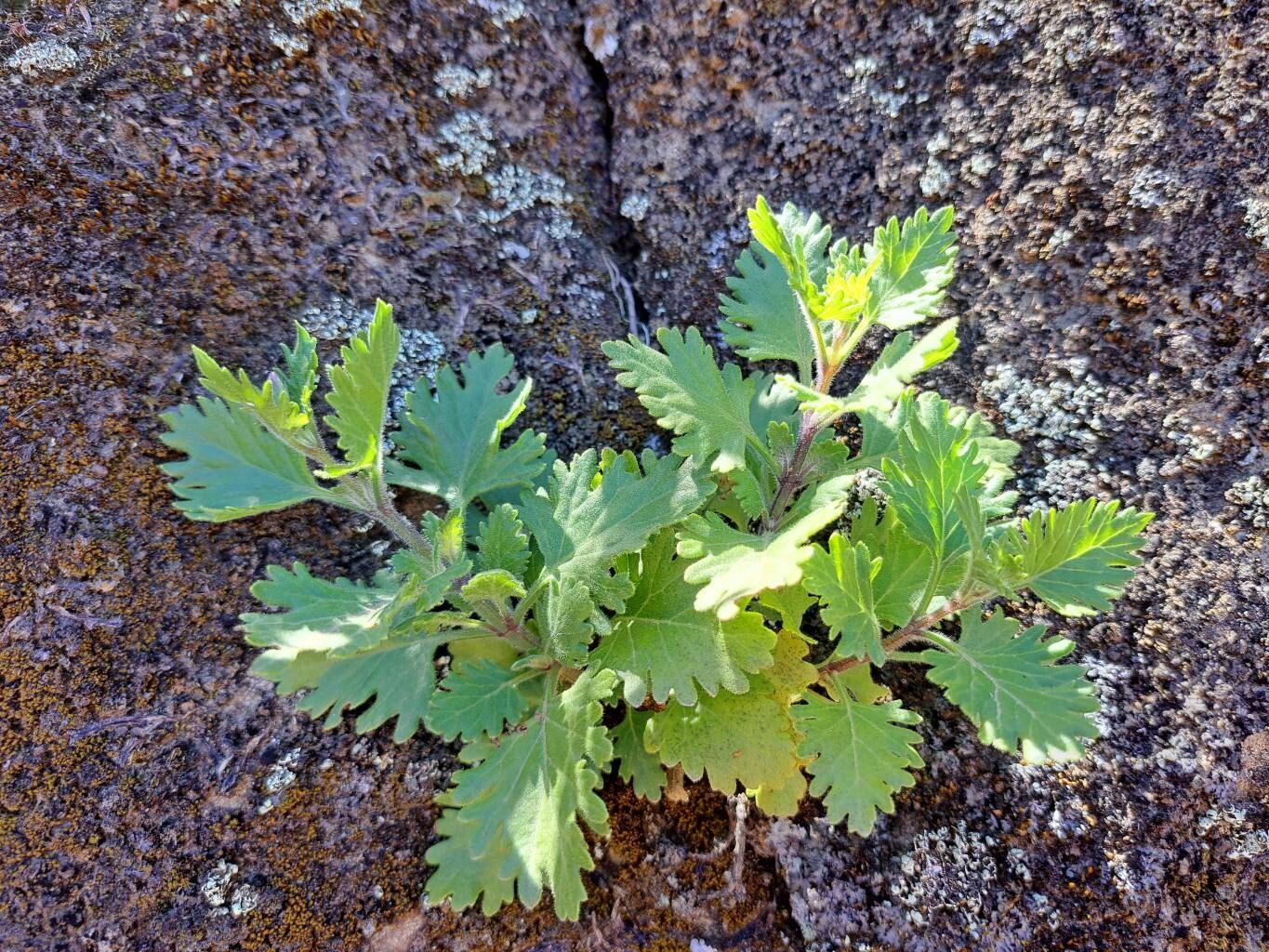 Lavandula rotundifolia — search result for 'Lavandula'
