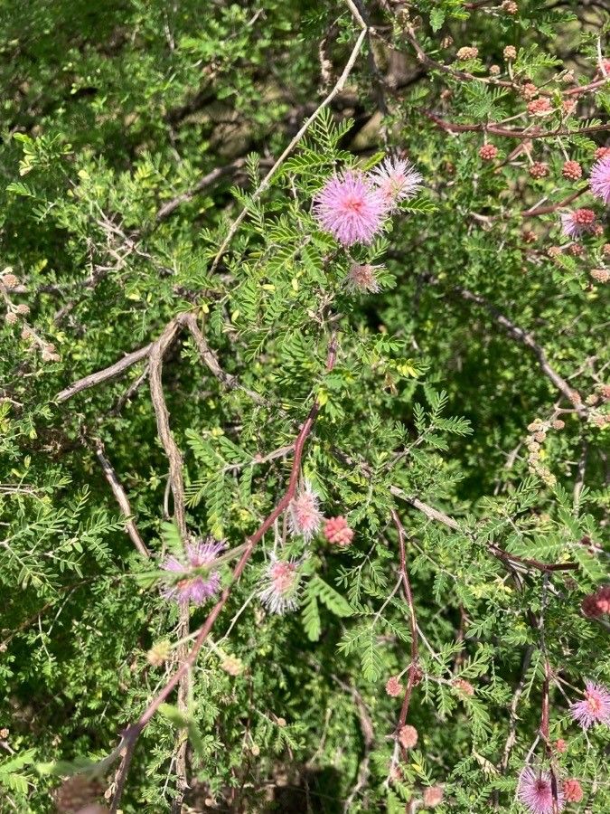 Mimosa monancistra — search result for 'Mimosa'