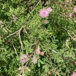 Mimosa monancistra