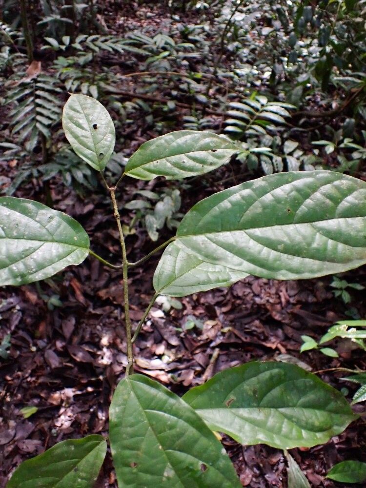 Clerodendrum silvanum — houseplant care guide