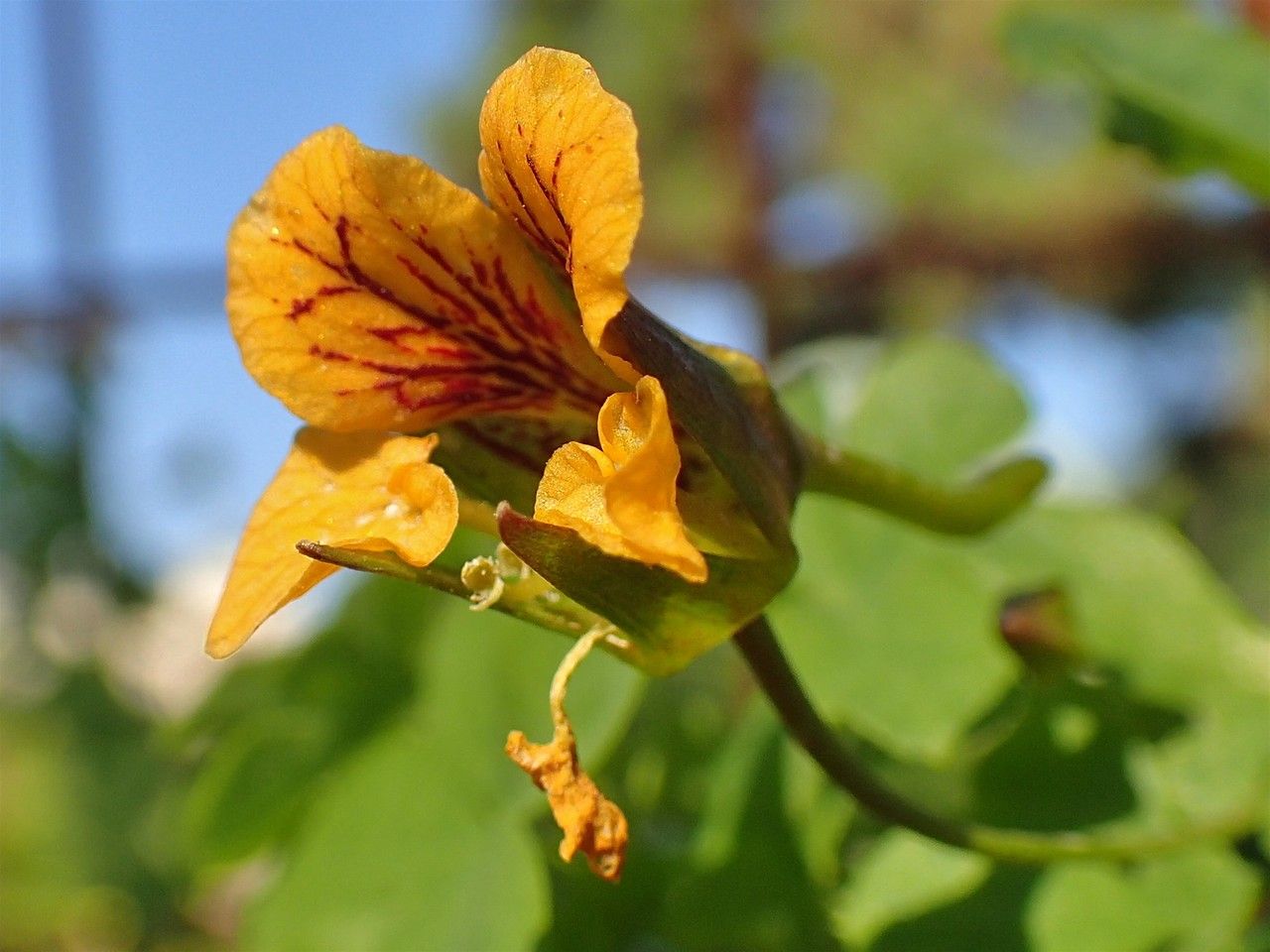 Tropaeolum ciliatum flower