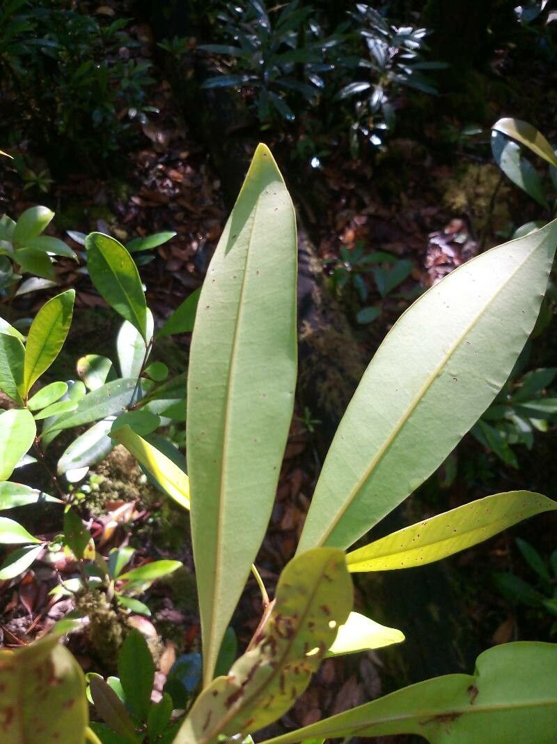 Tristaniopsis obovata leaf