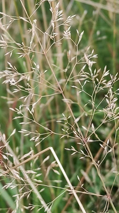 Agrostis capillaris fruit