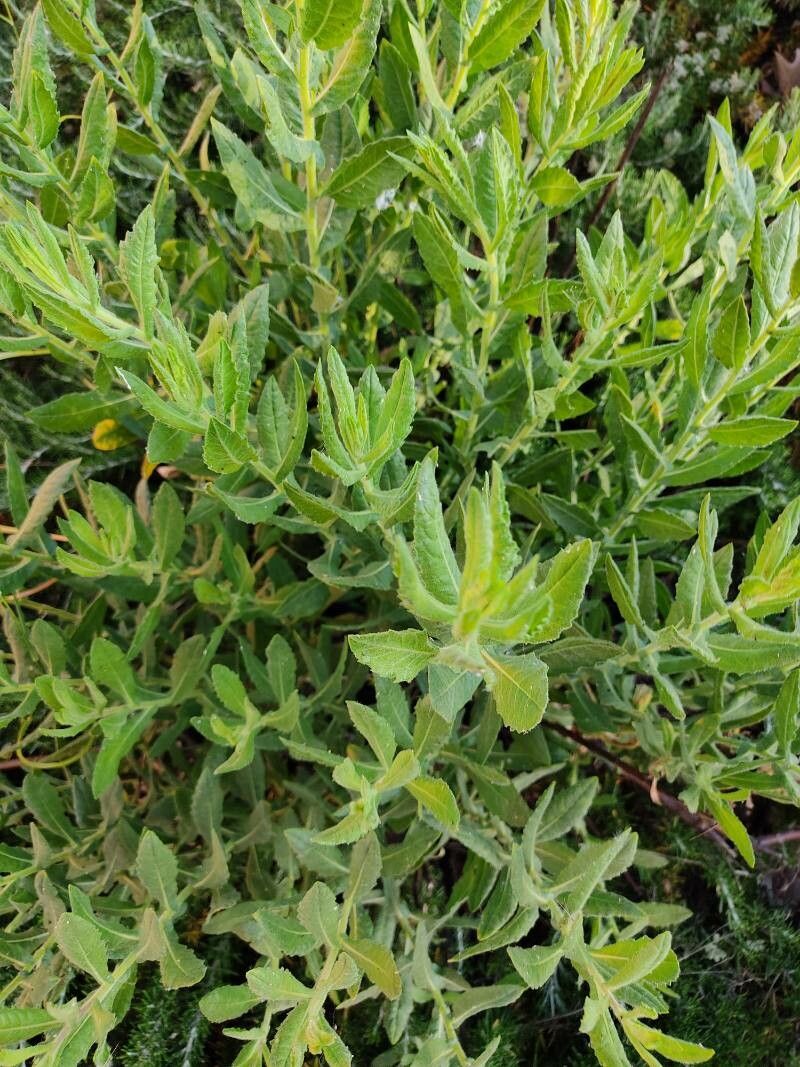 Senecio glastifolius leaf