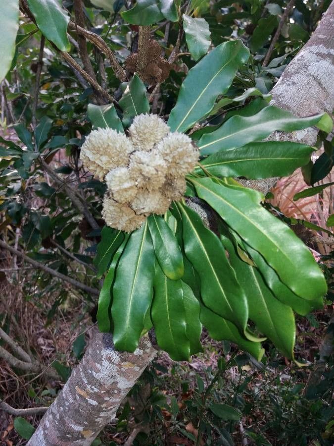Pittosporum brevispinum fruit