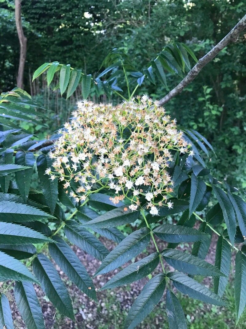 Sorbus ulleungensis flower