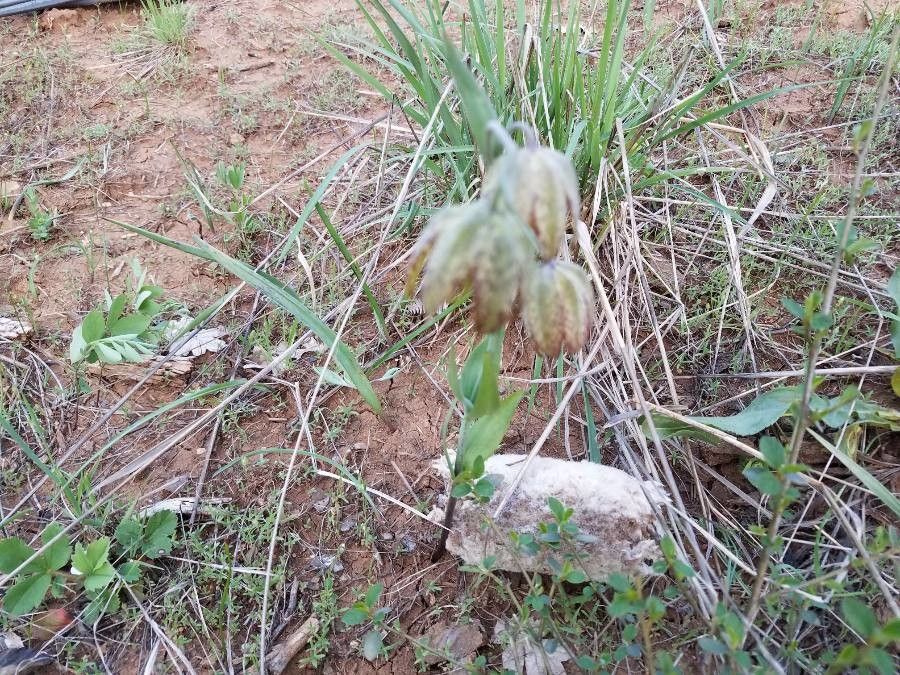 Fritillaria agrestis flower