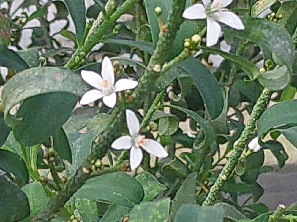 Philotheca myoporoides flower