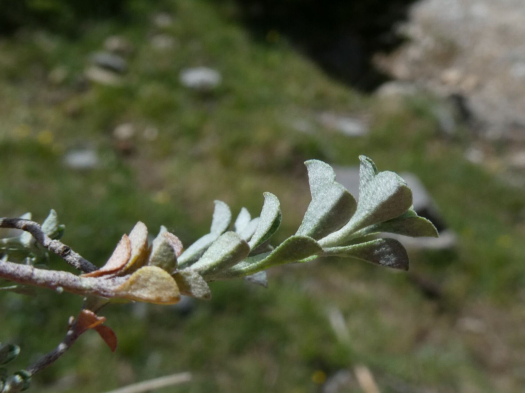 Alyssum serpyllifolium leaf
