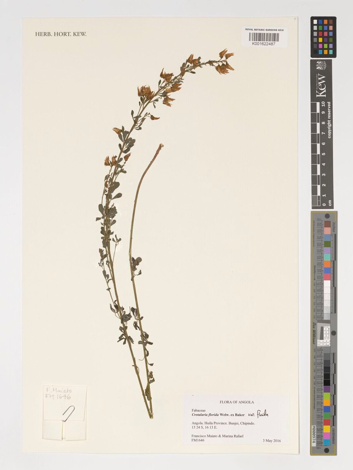 Crotalaria florida — houseplant care guide