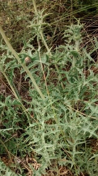 Carthamus carduncellus — related species from the same genus