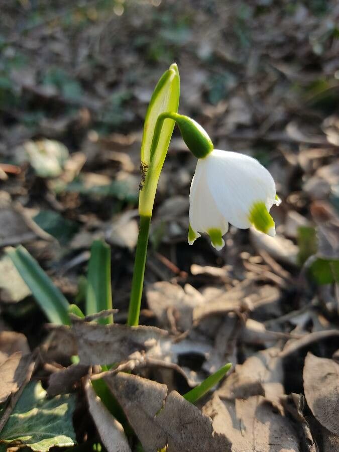 Leucojum vernum flower