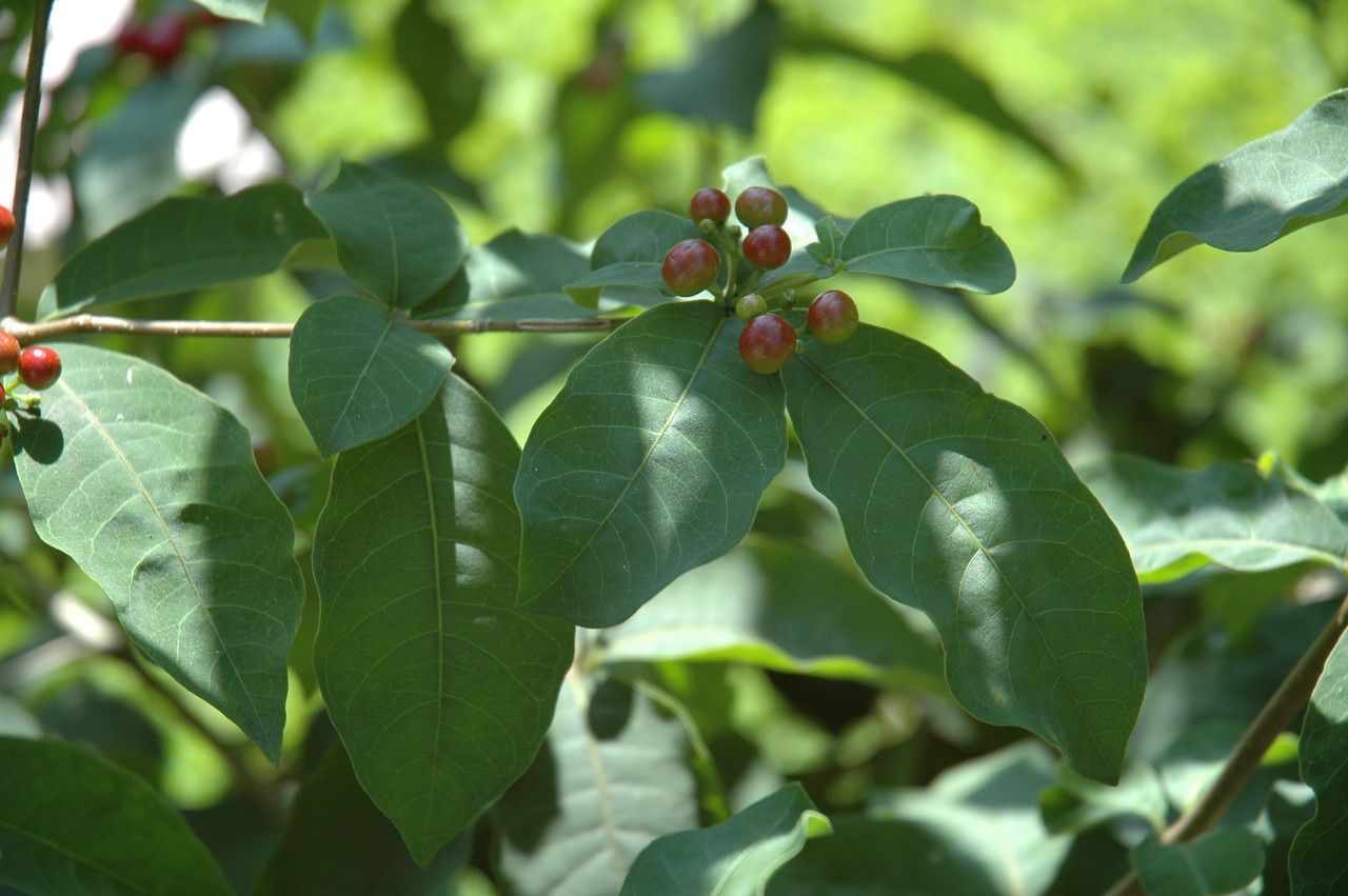 Rauvolfia tetraphylla — search result for 'Apocynaceae'