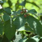 Rauvolfia tetraphylla