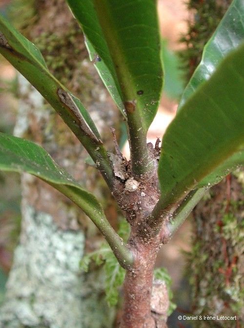 Virotia francii bark