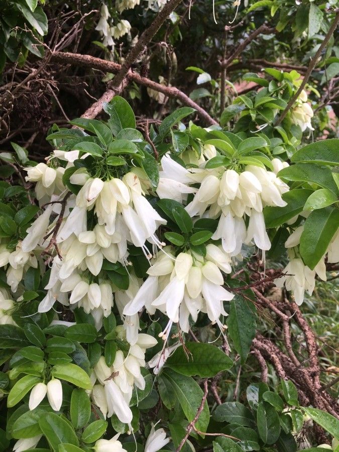 Oxera brevicalyx flower