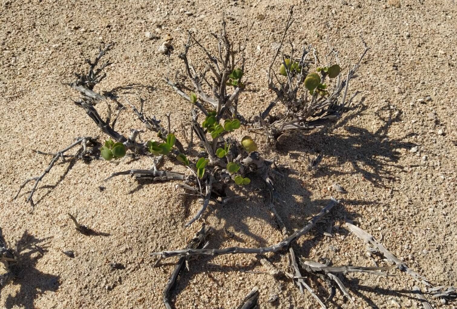 Portulaca granulatostellulata habit