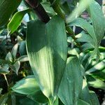 Epidendrum atacazoicum