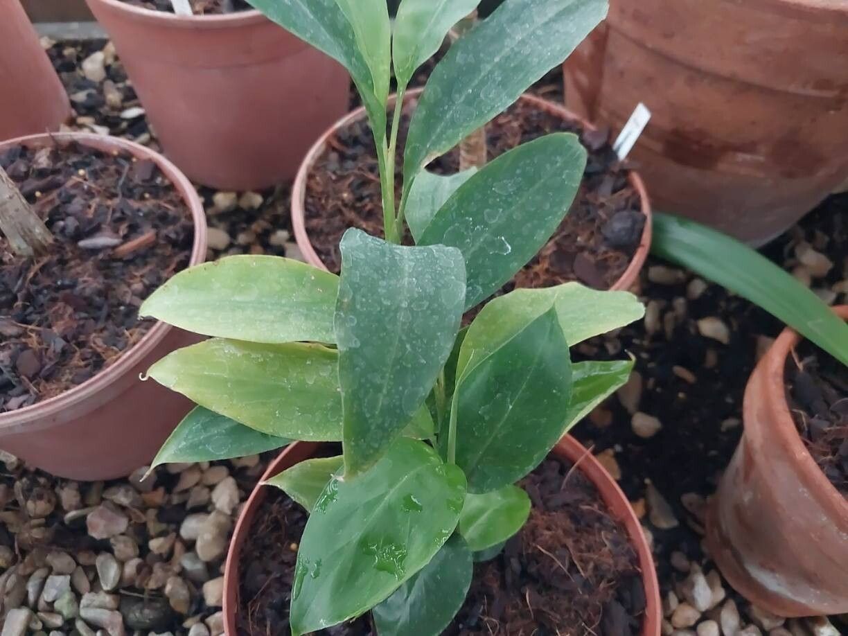 Myrosma cannifolia — search result for 'Suriname'