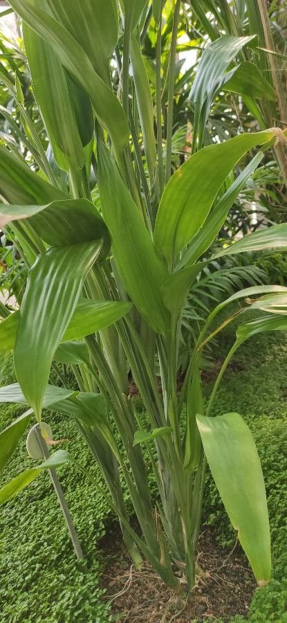 Dracaena aubryana habit