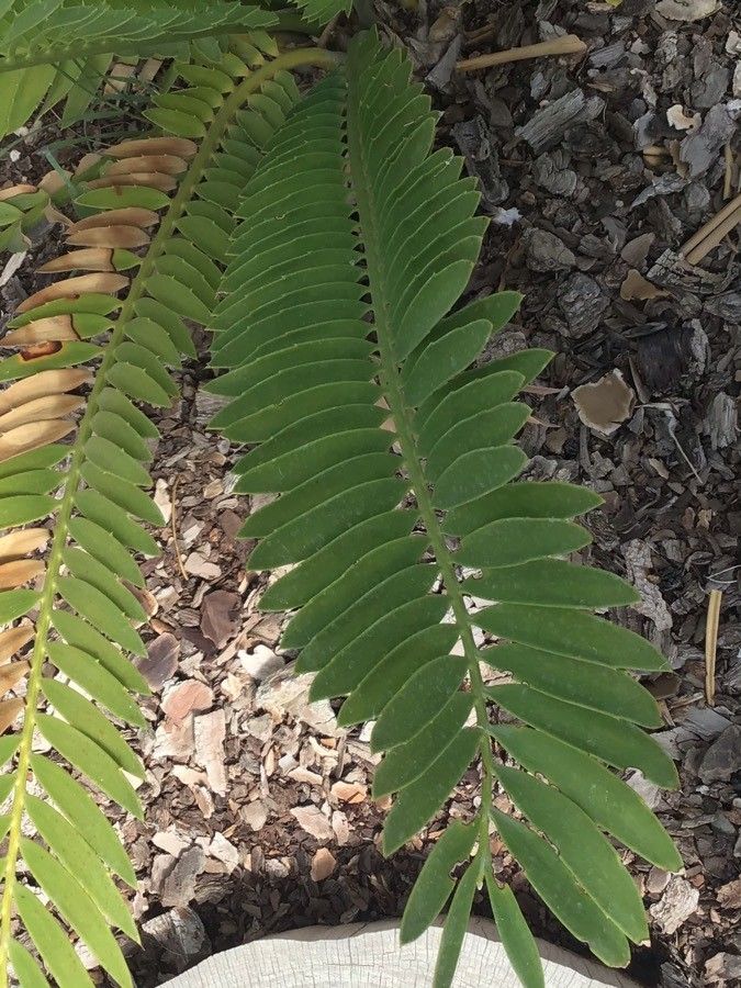 Encephalartos natalensis habit