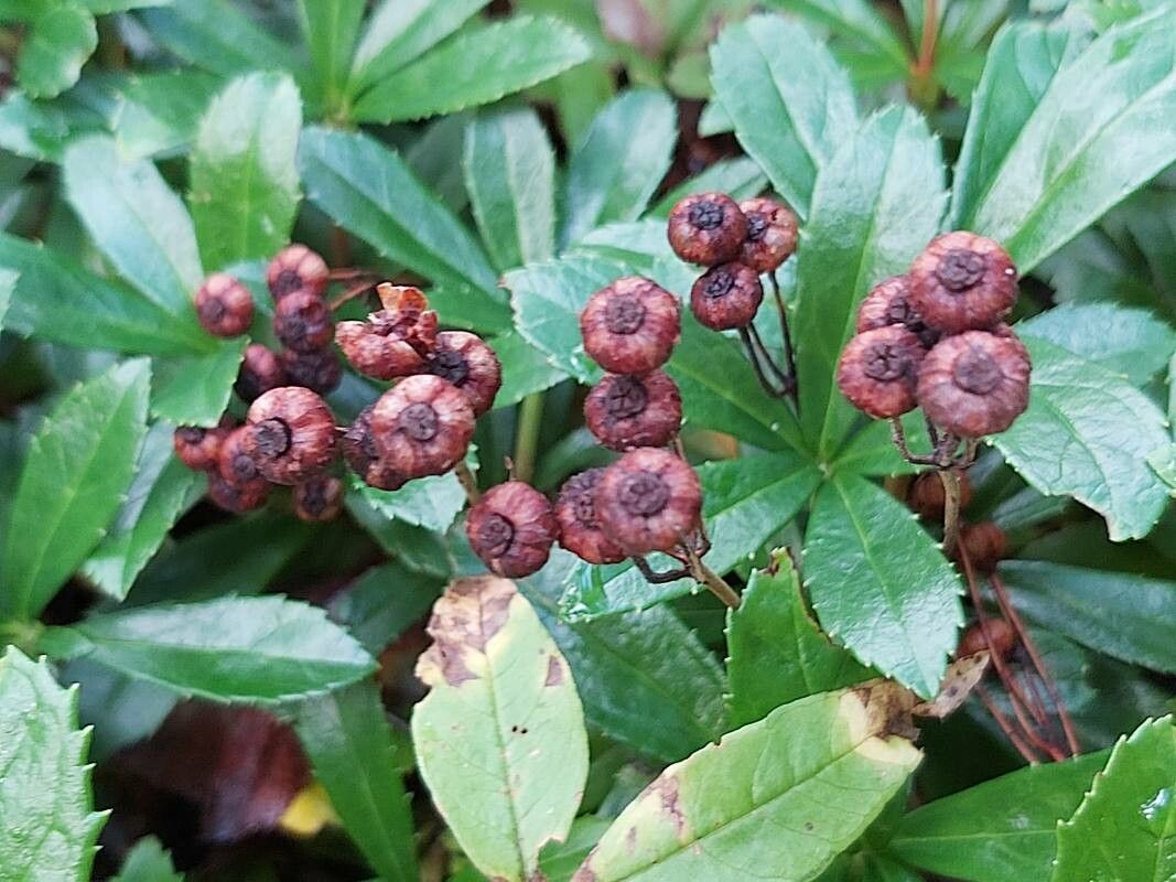 Chimaphila umbellata flower