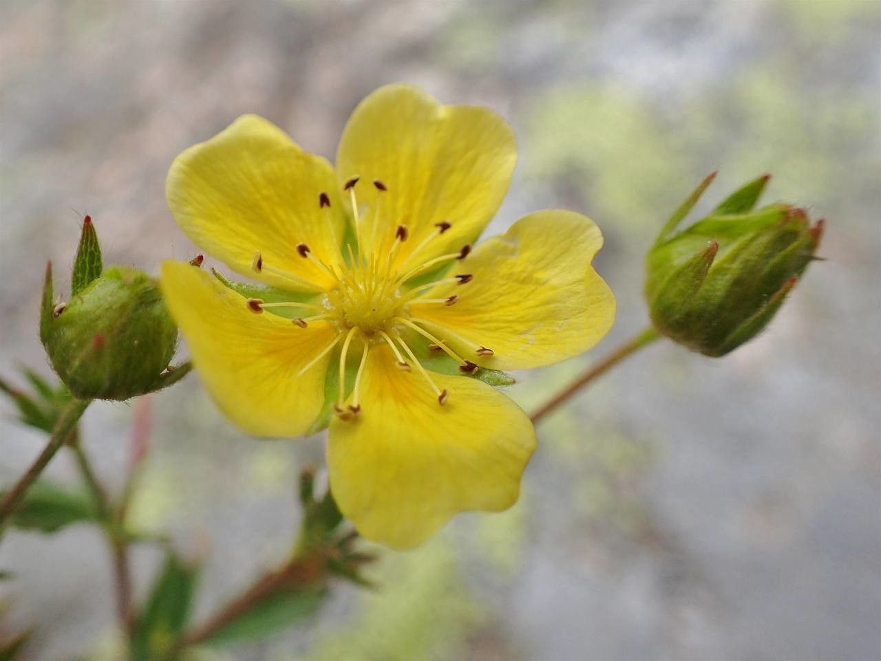 Potentilla frigida flower
