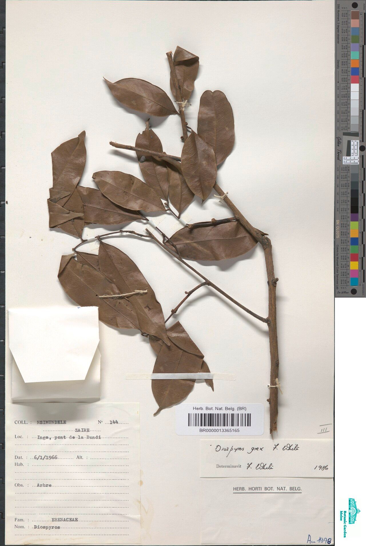 Diospyros grex — houseplant care guide