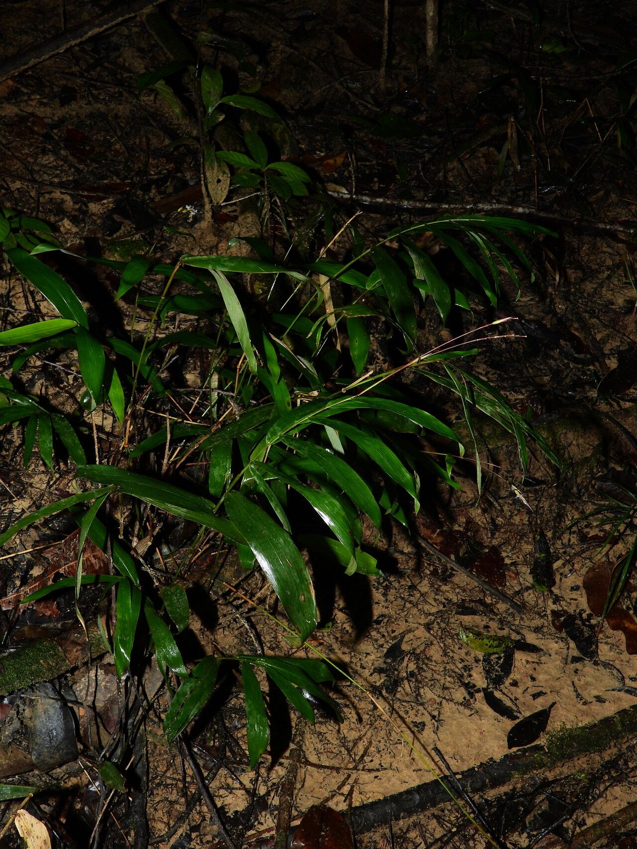 Olyra longifolia habit