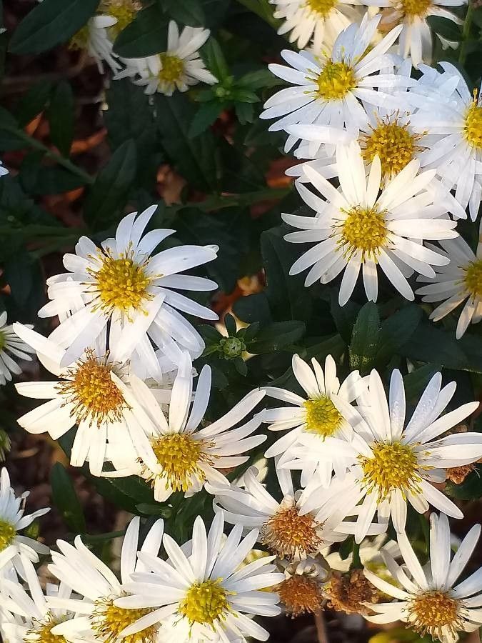 Aster ageratoides flower