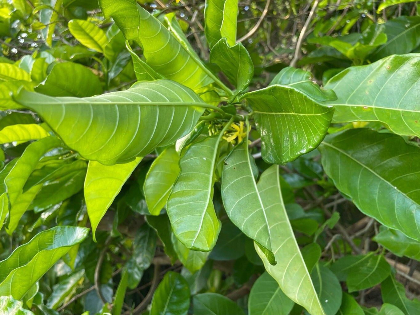 Tabernaemontana laurifolia — search result for 'Tabernaemontana'