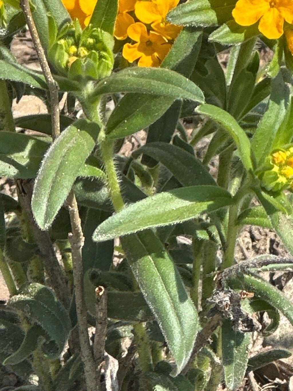 Lithospermum caroliniense — search result for 'Midwestern'