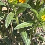 Lithospermum caroliniense