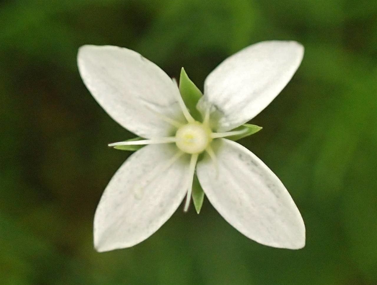 Moehringia muscosa flower