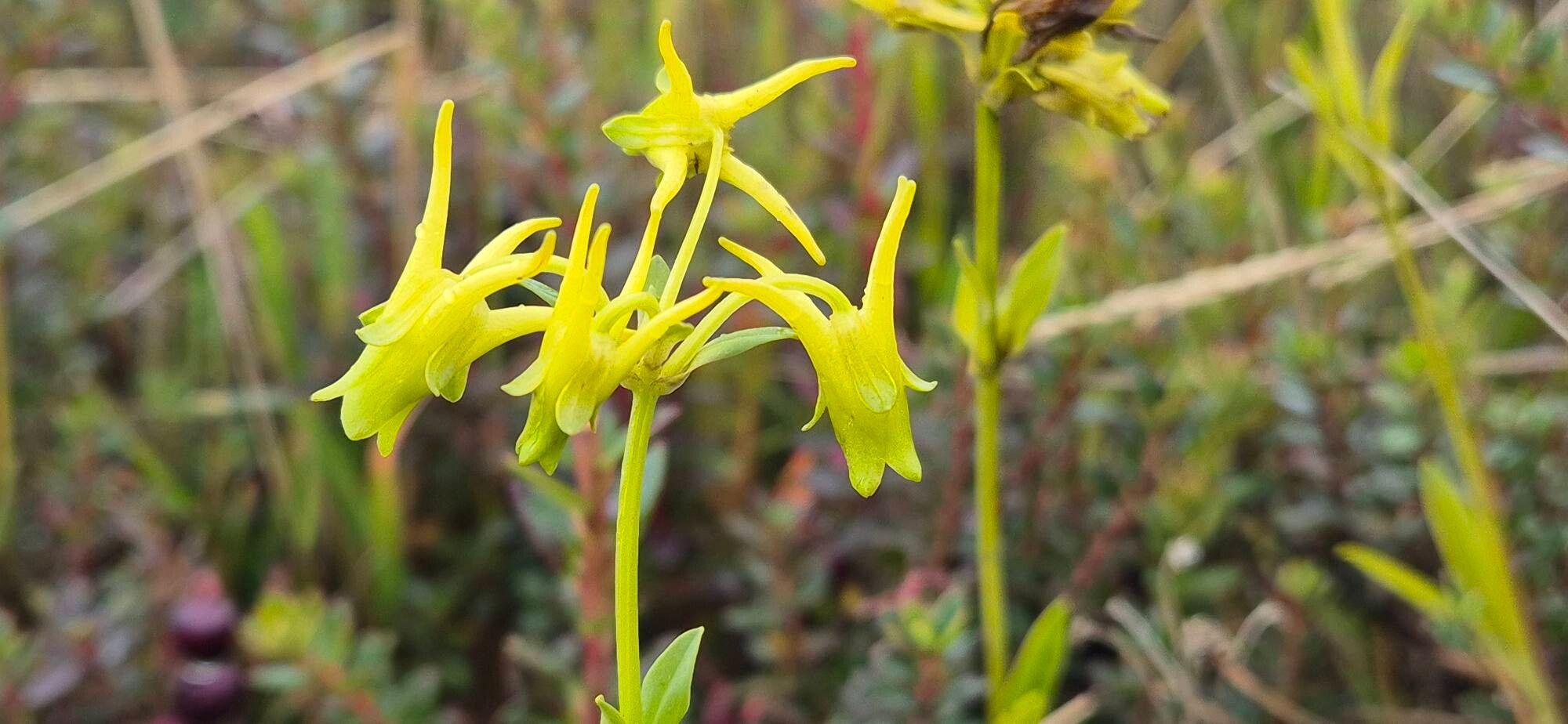 Halenia weddelliana — houseplant care guide