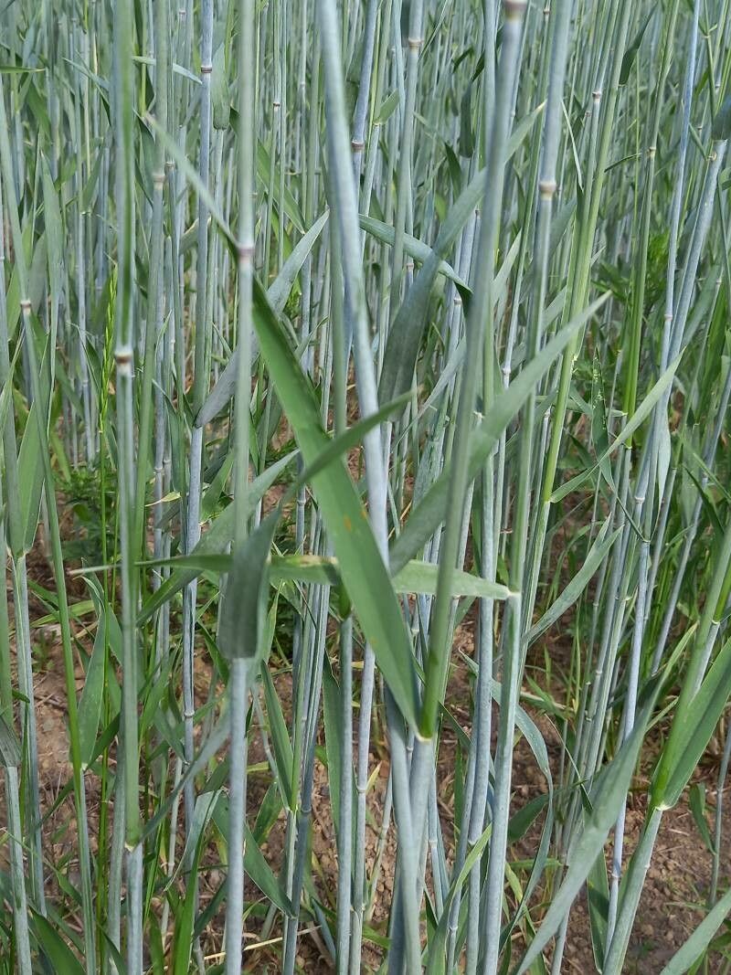 Secale cereale — search result for 'Hordeum'
