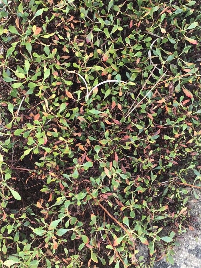 Eriogonum umbellatum