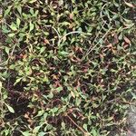 Eriogonum umbellatum