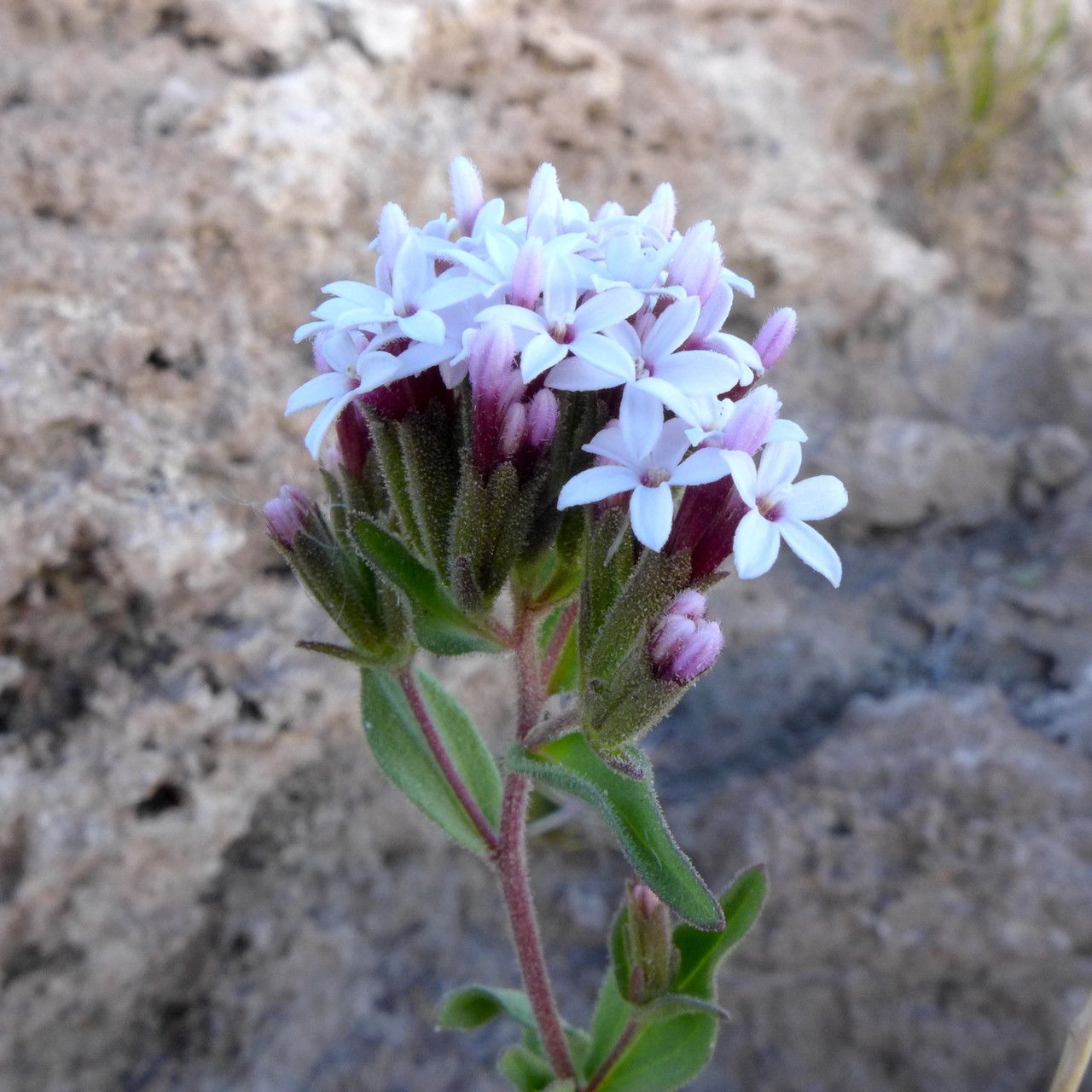 Stevia chamaedrys flower