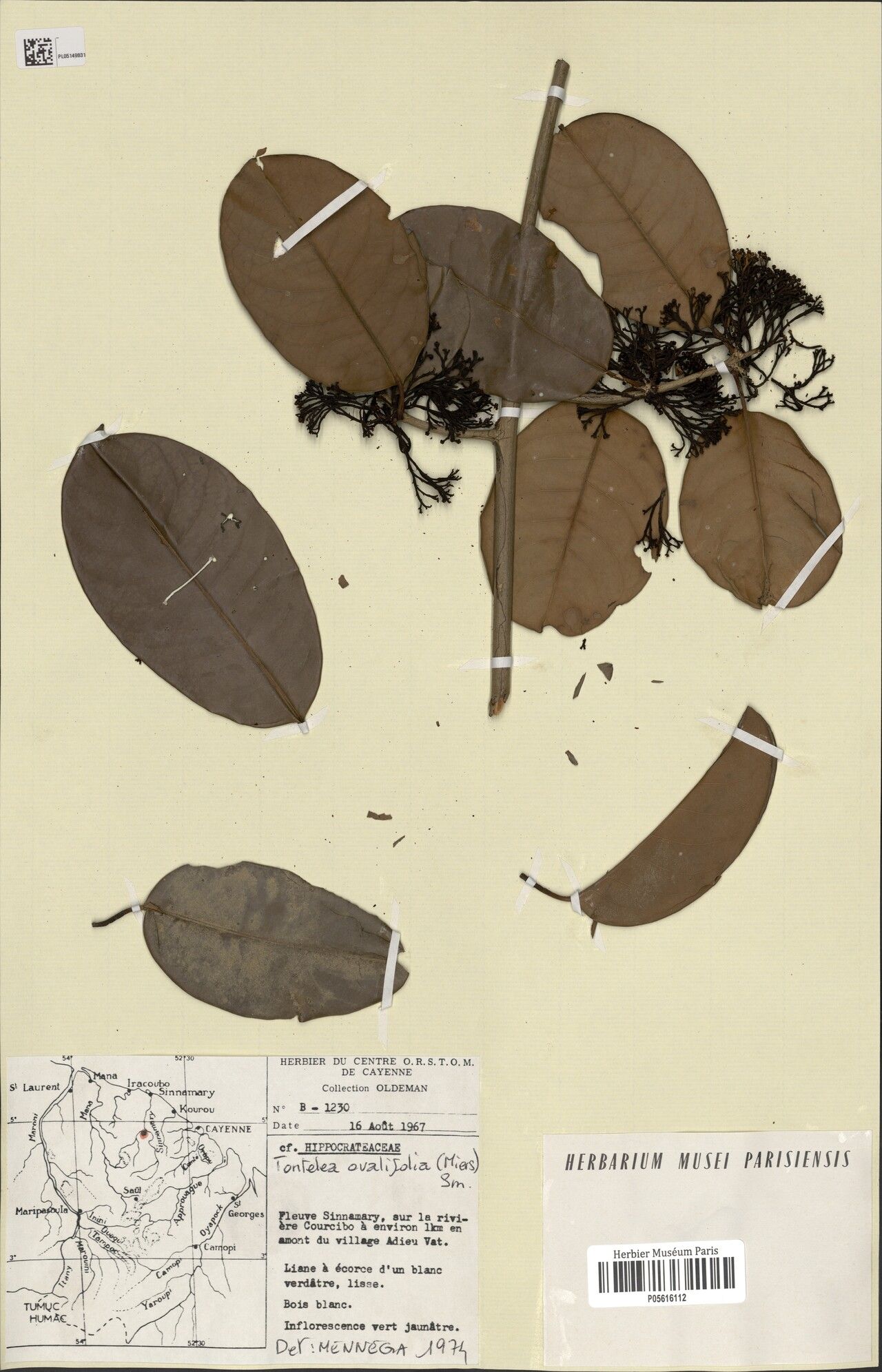 Tontelea passiflora habit