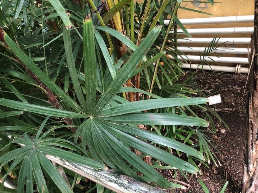 Syagrus schizophylla leaf