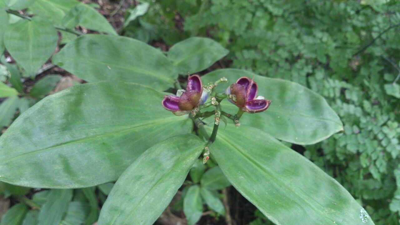 Dichorisandra hexandra — related species from the same genus