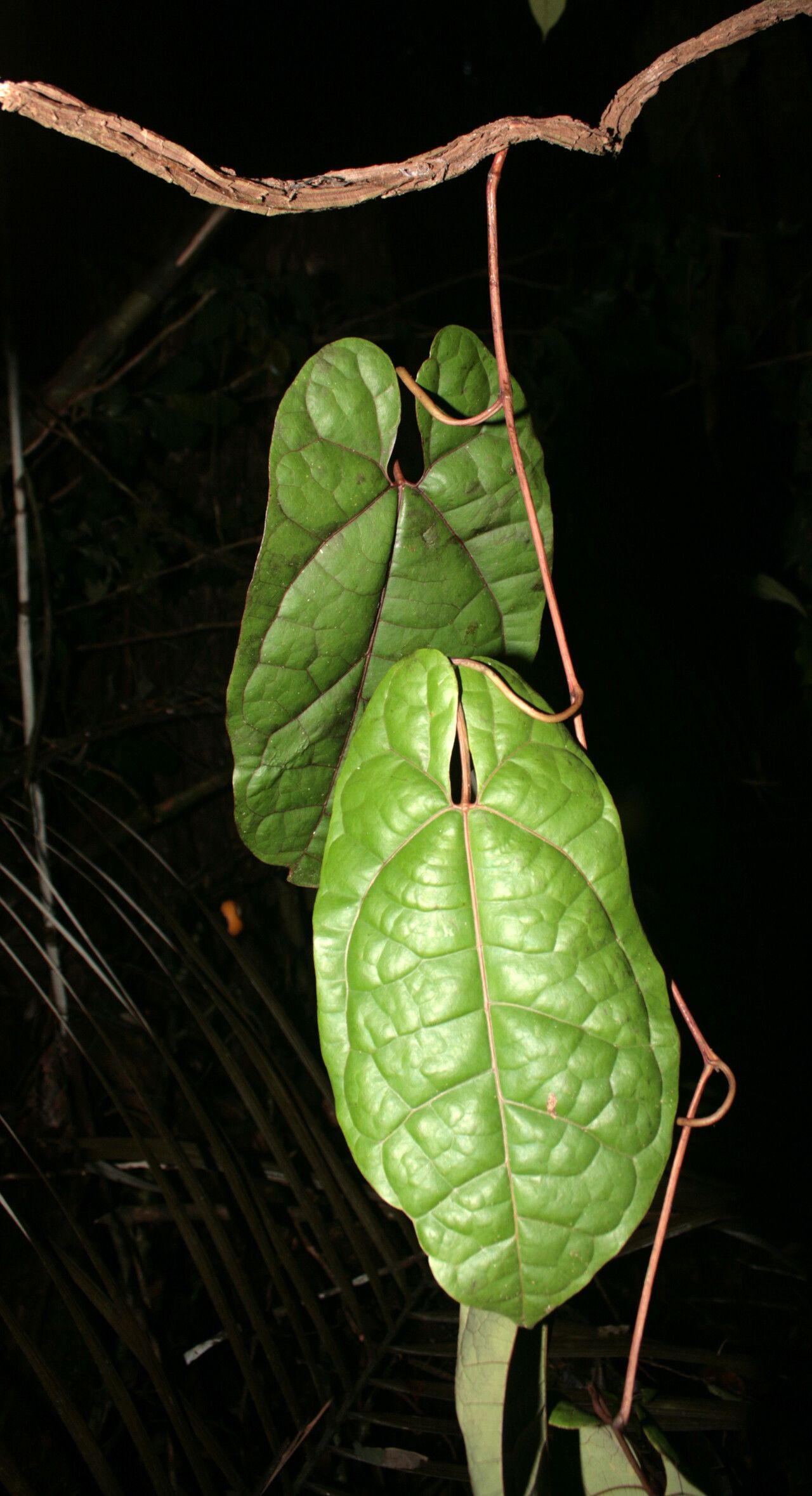 Aristolochia iquitensis — search result for 'Aristolochia'