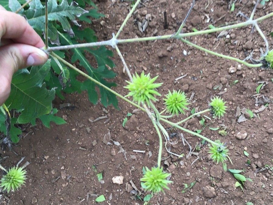 Montanoa grandiflora flower