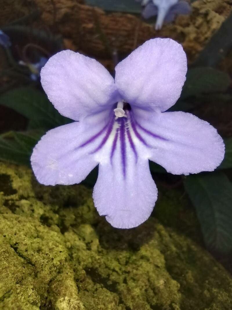 Streptocarpus cyaneus flower