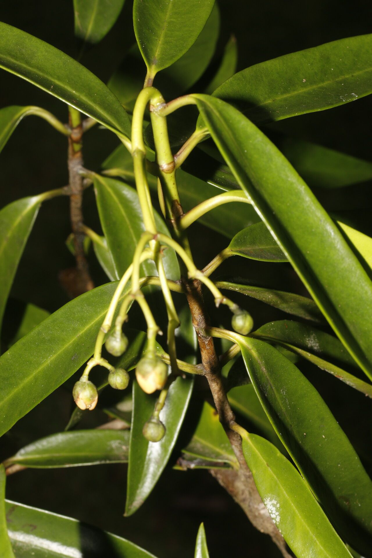 Clusia dukei — search result for 'Clusia'