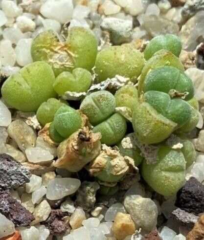 Conophytum saxetanum habit
