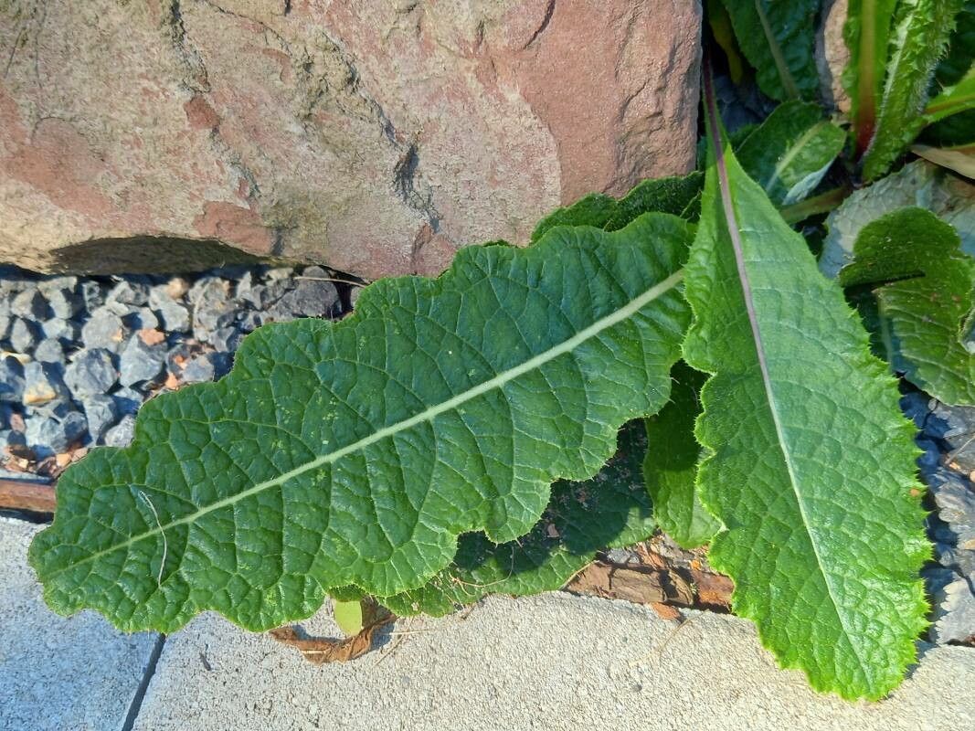 Berkheya radula — houseplant care guide